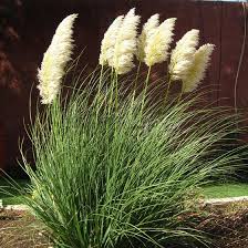 Pampas grass is not a coronavirus social bubble sign, it might just be a plant that grows well in pots