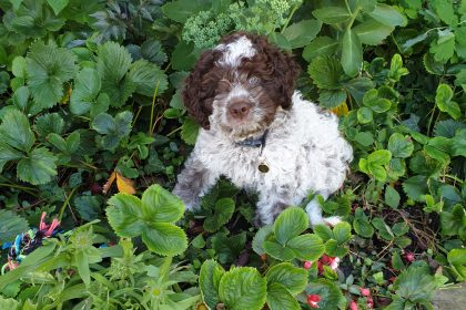 Lagotto in amongst the plants